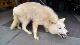 Full Body Mount Alaskan White Wolf Free Standing Aggressive Pose