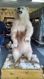 Full Body Mount Alaskan Brown Bear Blonde Color Phase Huge 3 1/2