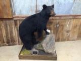 Full Body Mount Black Bear Smaller Bear But NICE Mount