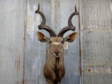 African Kudu Shoulder Mount Big Detachable Horns For Easy Shipping