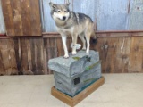 Full Body Mount Canadian Timber Wolf On Habitat Roll Around Base