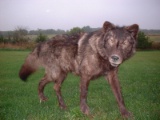 Full Body Mount Alaskan Black Wolf No Base Buy This One & Save !