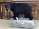 Full Body Mount Black Bear On Artificial Roll Around Base