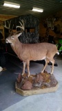 Full Body Mount Whitetail On Habitat Base