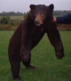 Full Body Mount Black Bear this was about a 400 lb bear