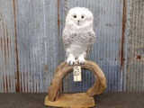 REPRODUCTION Full Body Mount Snow Owl Realistic Looking Piece