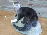 New Full Body Mount Otter In Artificial Rock Base Nice Clean Mount