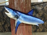 Half Body Mount Mako Shark Real Jaw Set & Teeth Repro Body
