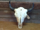 Large Herd Bull Buffalo Skull Professionally Cleaned Whitened 24