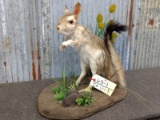 African Spring Hare Full Body Mount On Habitat Base Hard Piece To Find