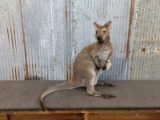 Full Body Mount Wallaby Hard To Find Piece Nice Clean Mount