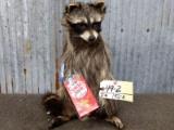 Raccoon Eating Cracker Jacks New Mount 16 1/2
