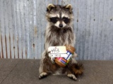 Full Body Mount Raccoon Eating Peanut Butter New Mount 16