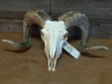 Ram Skull Professionally Cleaned Whitened Full Curl Horns 21