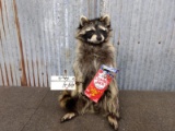 Full Body Mount Raccoon Eating Cracker Jacks New Mount 18