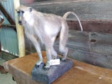 Full Body Mount African Baboon Nice Light Weight Mount