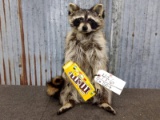 Full Body Mount Raccoon Eating M&Ms New Mount 17