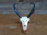 Antelope Skull Professionally Cleaned Whitened 14