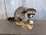 Full Body Mount FAT Raccoon On Driftwood Base New Mount