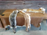 3 Soft Tanned Coyote Hides