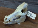  Wild Boar Skull