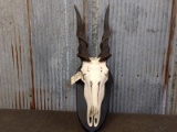 African Cape Eland Skull Professionally Cleaned On Plaque