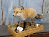 Full Body Mount Red Fox On Habitat Base