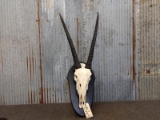 African Gemsbok Skull Professionally Cleaned Detachable Horns For Easy Shipping