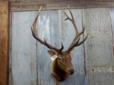 Nice 6x6 Elk Shoulder Mount Ivory Tip Antlers With Great Natural Color
