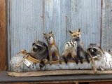Noah's Ark 5 Full Body Mounts Raccoons , Fox , & Badger All In A Large