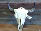 Large Herd Bull Buffalo Skull Professionally Cleaned & Whitened 24