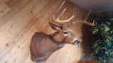 Pretty 5x5 whitetail mount extra point coming off base great looking deer