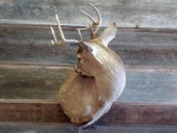 Whitetail Shoulder Mount Small Buck Grooming Pose