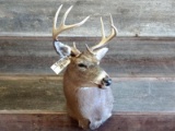 4x4 Whitetail Shoulder Mount Slight Right Turn Pose Nice Clean Mount