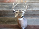 4x5 Whitetail Shoulder Mount Slight Right Turn Pose Nice Clean Mount