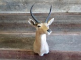 African Reedbuck Shoulder Mount 31