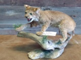 Full Body Mount Bobcat On Driftwood Base overall dimensions 20