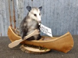 Full Body Mount Opossum in birch bark canoe. Brand New Mount
