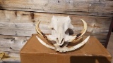 African Warthog Skull Tusks Are Glued In & Jaw Is Set Open