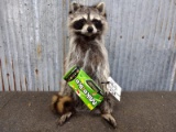 Full Body Mount Raccoon Eating Candy New Mount 18