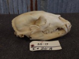 Black Bear Skull