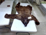 Color Phase Black Bear Rug Chocolate Color Needs TLC