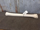 Giraffe Leg Bone 29