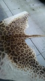 Giraffe Back Skin Tanned