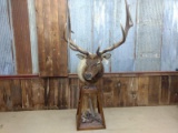 7x7 Elk Pedestal Mount Repaired Antler