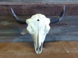 Large Herd Bull Buffalo Skull Professionally Cleaned Whitened 24