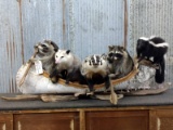 Noah's Ark 5 Full Body Mounts Raccoons , Opossum , Badger & Skunk