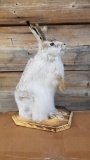 brand new full mount jack rabbit. This guy is about 19 inches tall