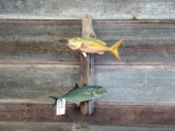 Blue Runner Yellow Tail Fish On Driftwood Hanging Base Real Skin Mount