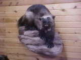 extra large Full Body Mount Female Wolverine NEW MOUNT